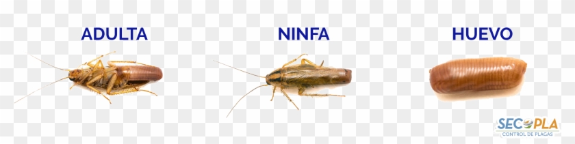 Al Final Entran En Su Etapa Adulta - Webbing Clothes Moth Clipart #5972379