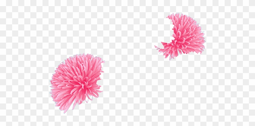 Azalea - Chrysanths Clipart