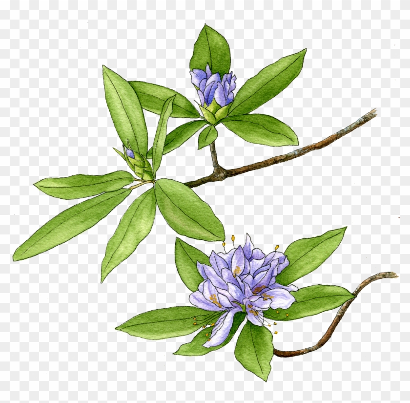 Illustration By Helen Krayenhoff - Gentiana Clipart