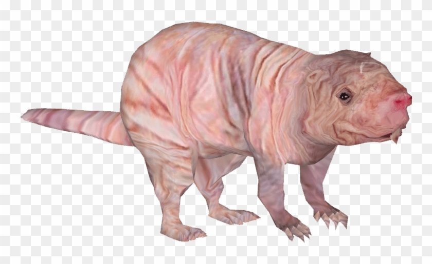 Animals - Moles - Naked Mole Rat Png Clipart #5976552