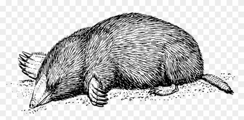 Download Vintage Mole Drawing Png Images Background - Mole Animal Black And White Clipart #5977013