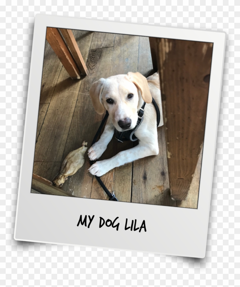 Thanks Mr T And Team For The Interview - Labrador Retriever Clipart #5977117