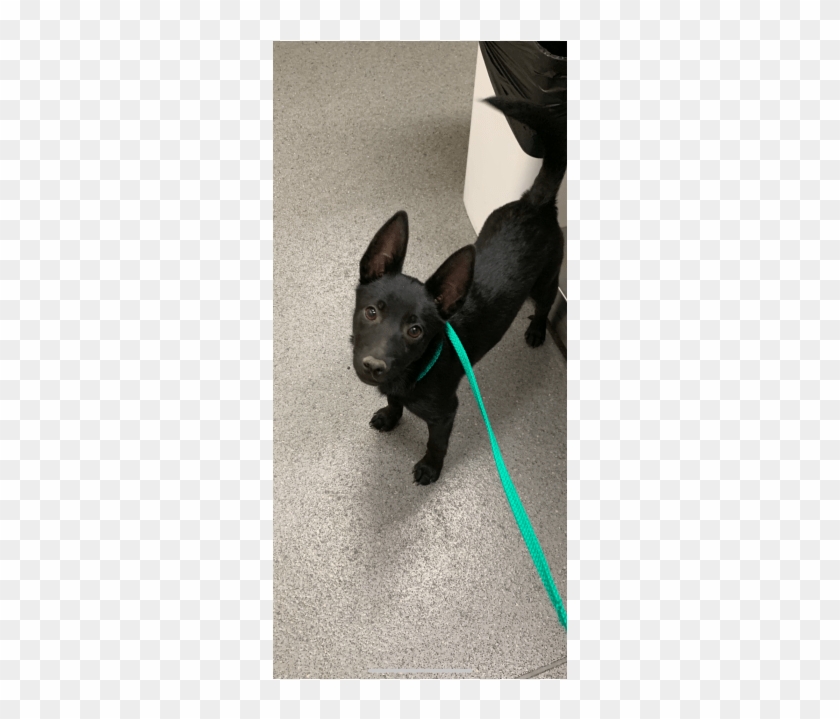 Photo Of Bruce Wayne - Formosan Mountain Dog Clipart #5977920