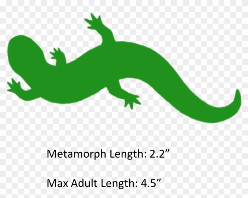 The Shaded Region Represents The Range Of The Mole - Hellbender Clipart - Png Download