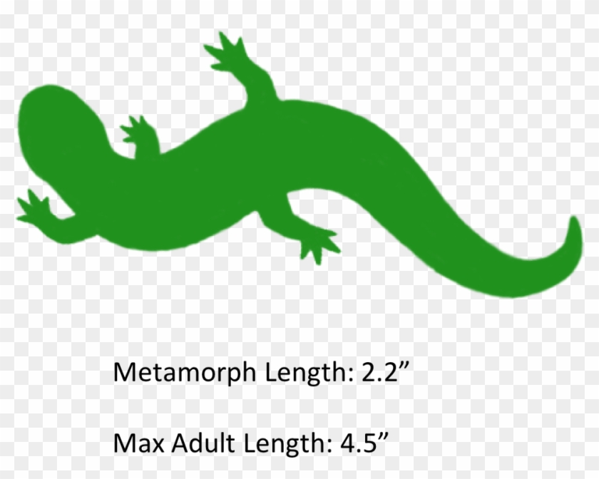 The Shaded Region Represents The Range Of The Mole - Hellbender Clipart - Png Download #5977953