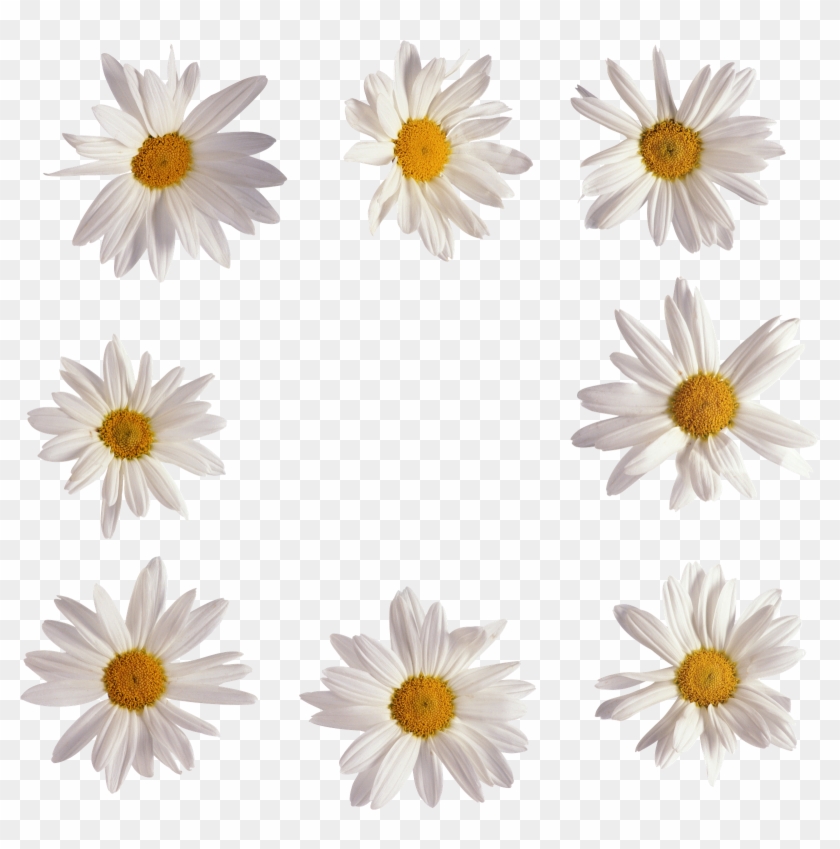 Dicas Moldura Para Foto Com Flor - Picture Frame Clipart