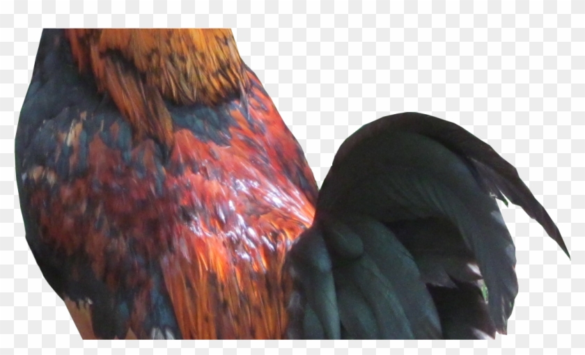 Galo Fundo Transparente Clipart