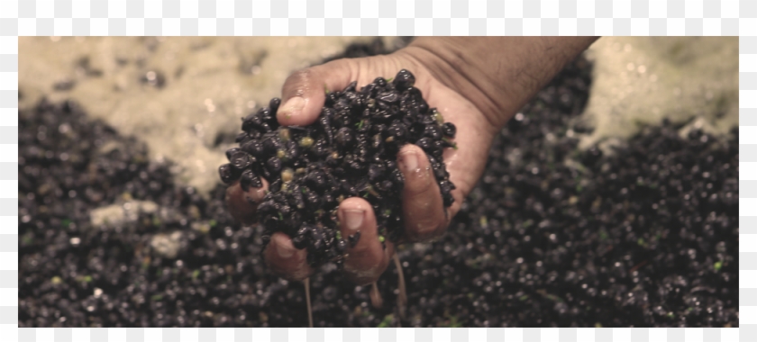 Join The Revolution2 - Blackberry Clipart