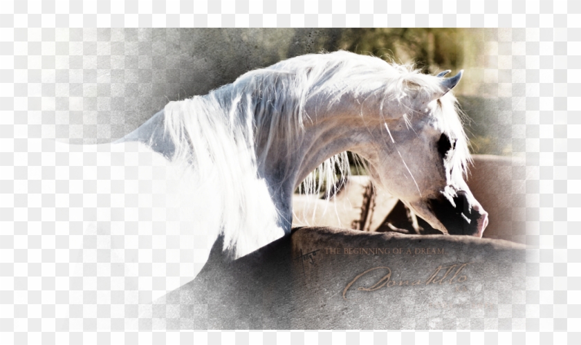 Nestled In Peralta, Nm, Sonrisa Farms Boasts An Extraordinary - Stallion Clipart #5981212