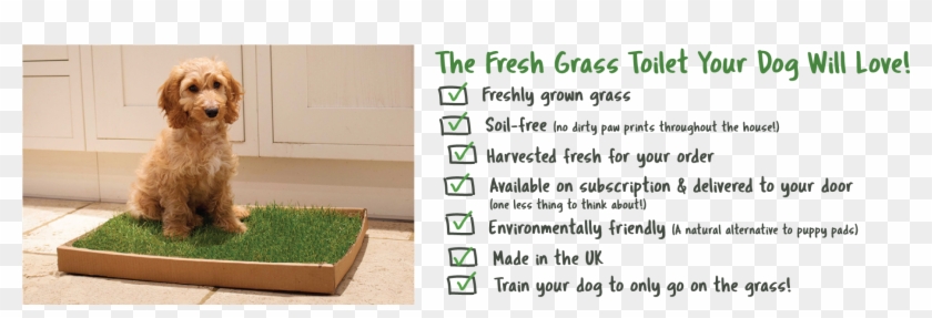 Piddle Patch Is Made From Real, Soil-free Grass - Flowerpot Clipart