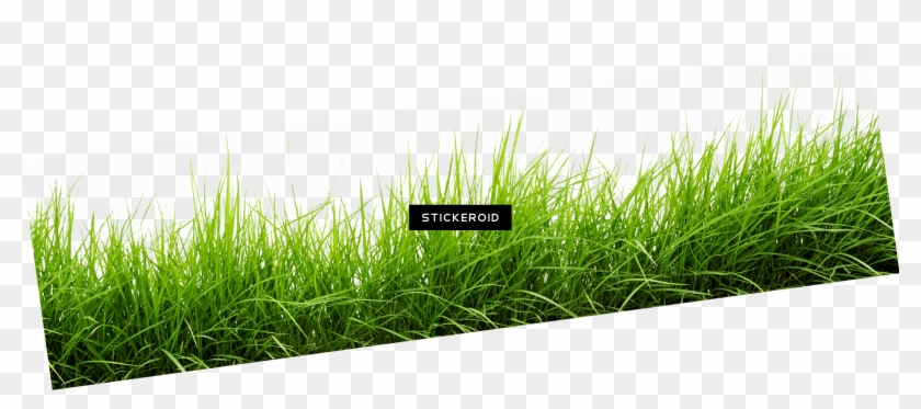 Grass Line Png Transparent Background - Sweet Grass Clipart #5981947