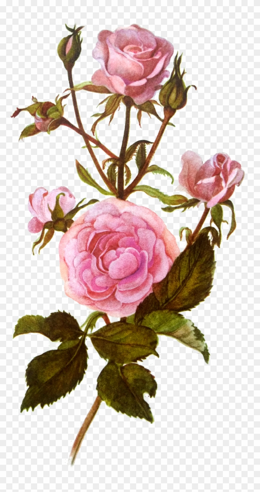 Transparent Roses Clipart #5983156