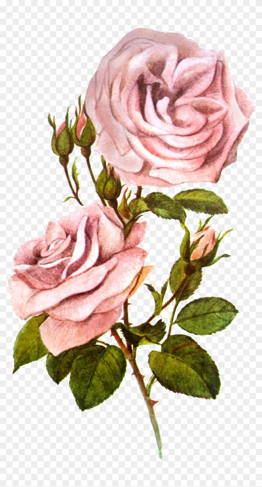Floribunda Clipart