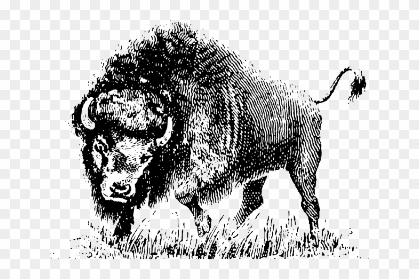 Buffalo Clipart Png - Vector Black And White Buffalo Transparent Png