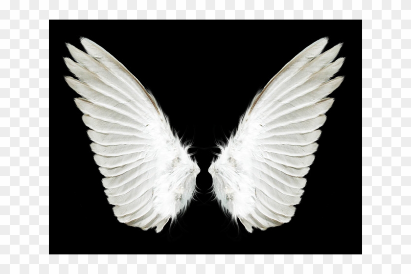 White Wings Transparent Background Clipart #5990818