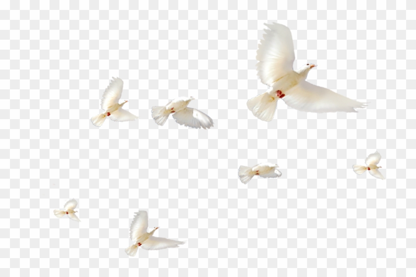 White Pigeon Images - Typical Pigeons Clipart #5990853