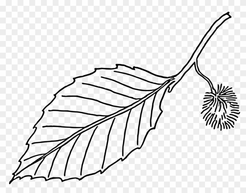 Beech Leaf - Plant Leaf Black And White Clipart #5993029