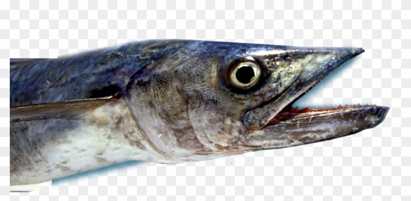 Deep Sea Mackerel Fishing - Pacific Saury Clipart