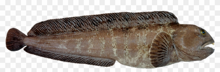 Steinbit Sjomatadet Eiliv Leren - Catfish Norway Clipart