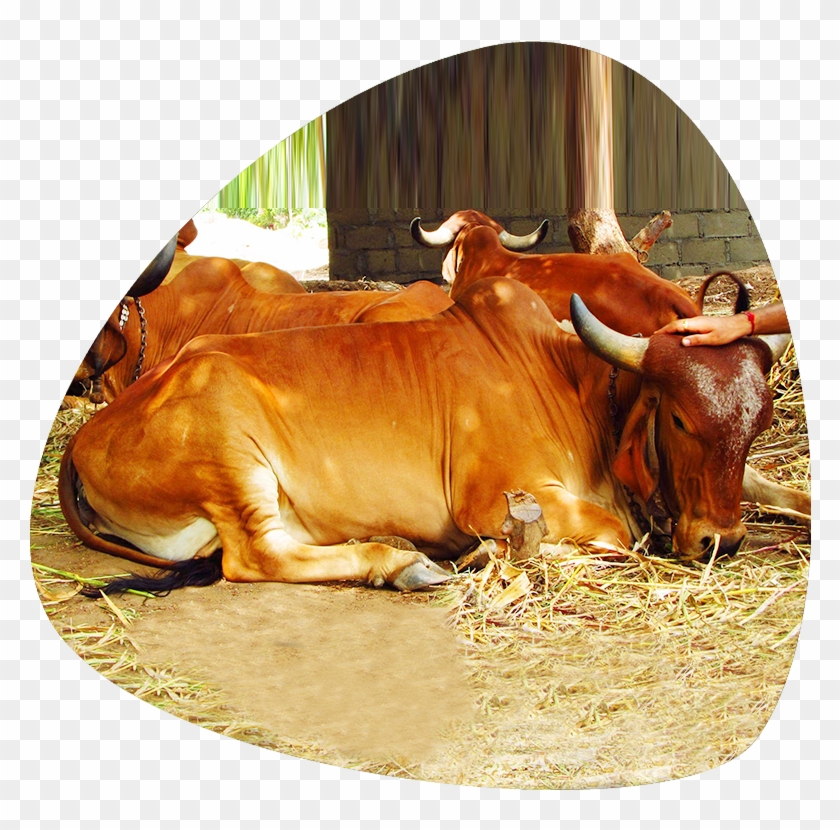 Indian Cows Are Low Cost Of Maintenance And Has High - Zebu Clipart