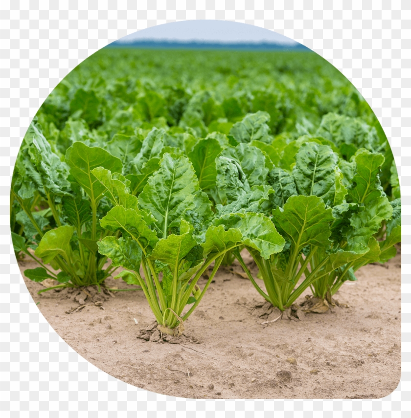 Result Result - Chard Clipart #5994794