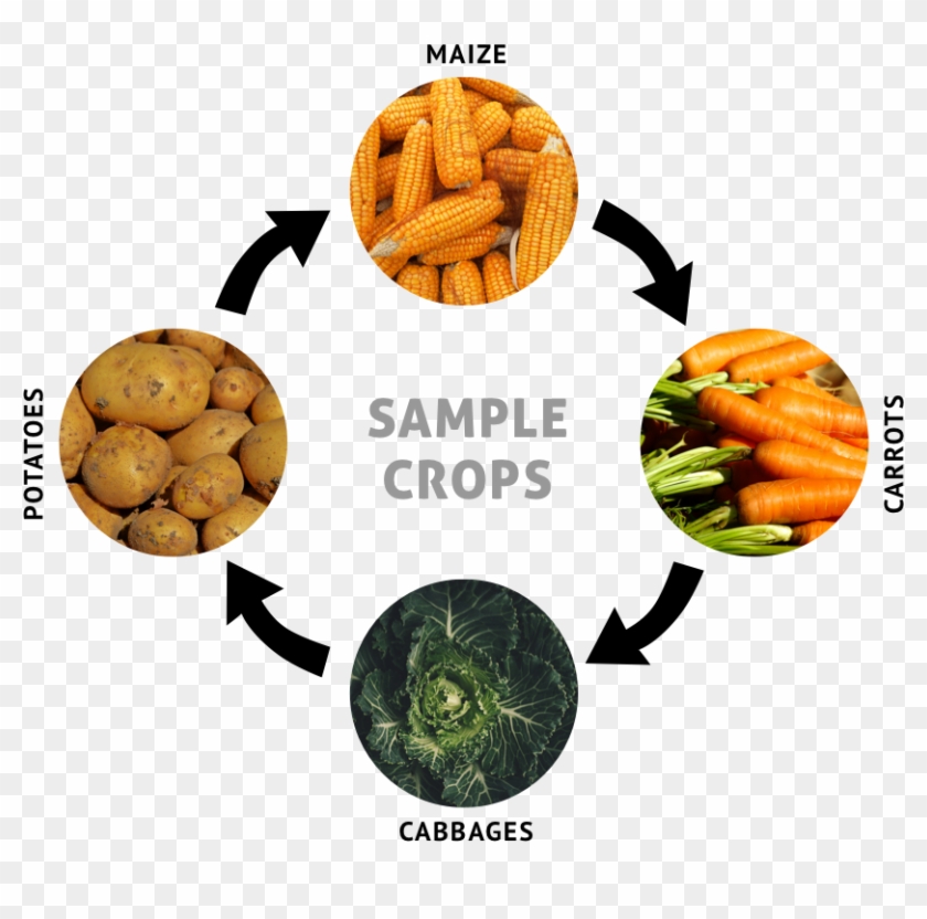 Rotating Crops Can Also Break Disease Cycles, Minimize - Onion Ring Clipart