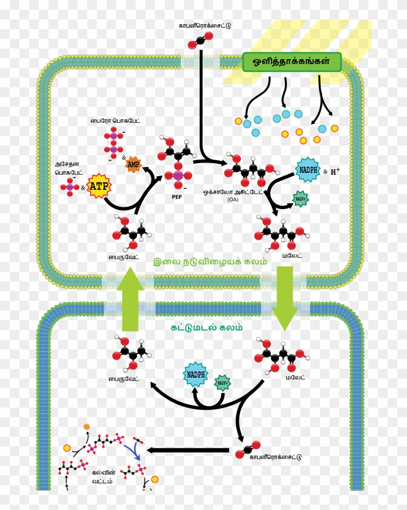 C4 Carbon Fixation Clipart #5995434
