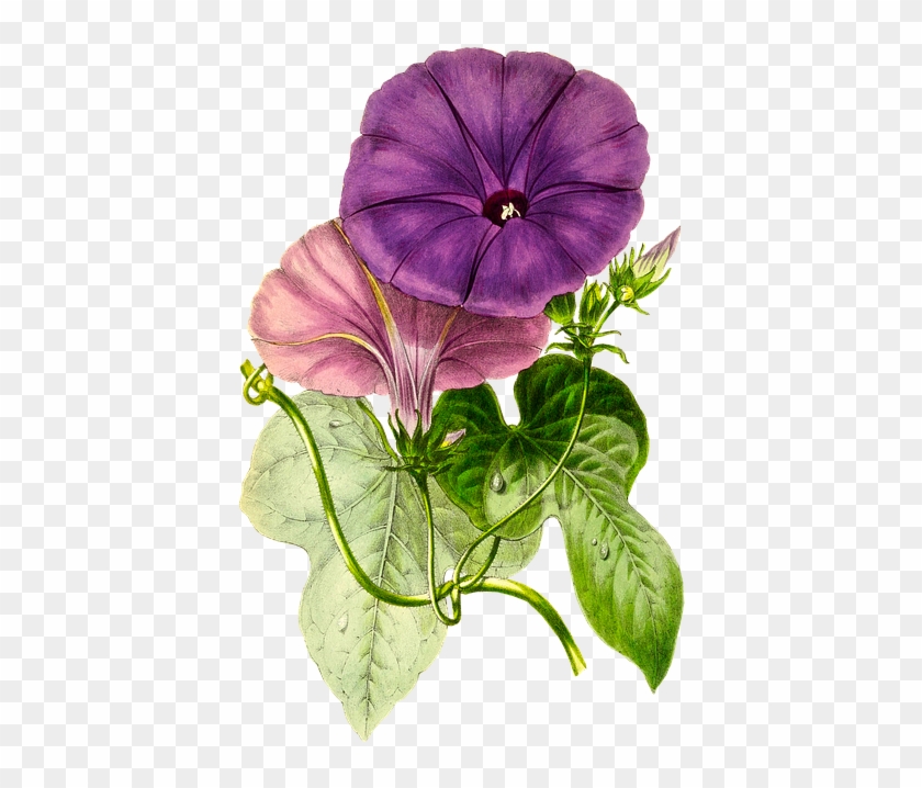 Plant, Flower, Nature, Leaf, Isolated, Vintage, Blossom - Botanical Illustration Clipart