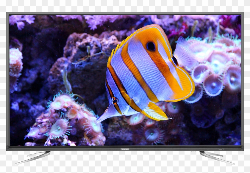 40" Basic Digital Led Tv - Saltwater Fish Clipart #5997404