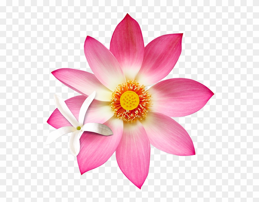 Sacred Lotus Clipart #5997852