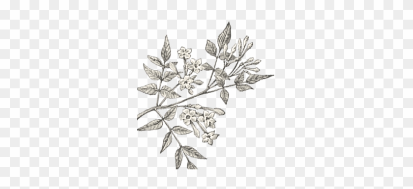 Attachment,attachment Template Default,attachment - Jasmine Clipart