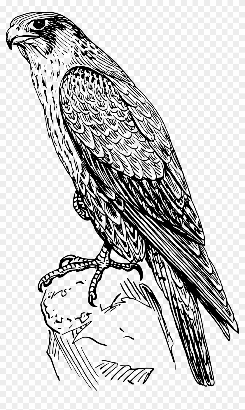 How To Set Use Peregrine Falcon Svg Vector Clipart #60169