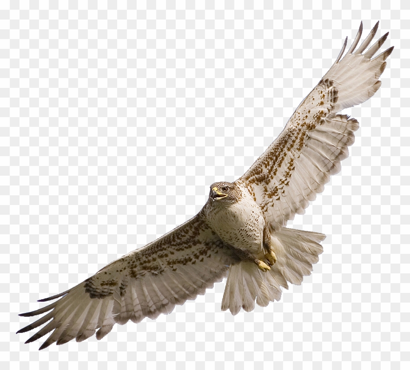 Falcon Png Clipart #60239