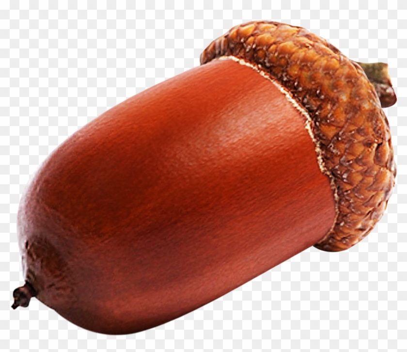 Acorn Png Clipart