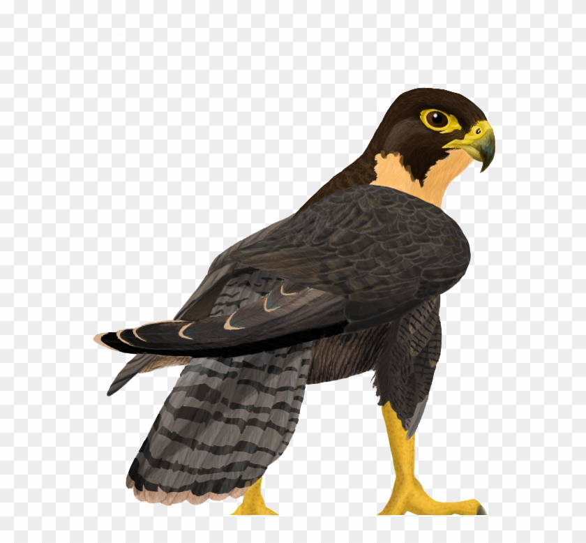 Peregrine Falcon Png Clipart - Peregrine Falcon Clipart Transparent