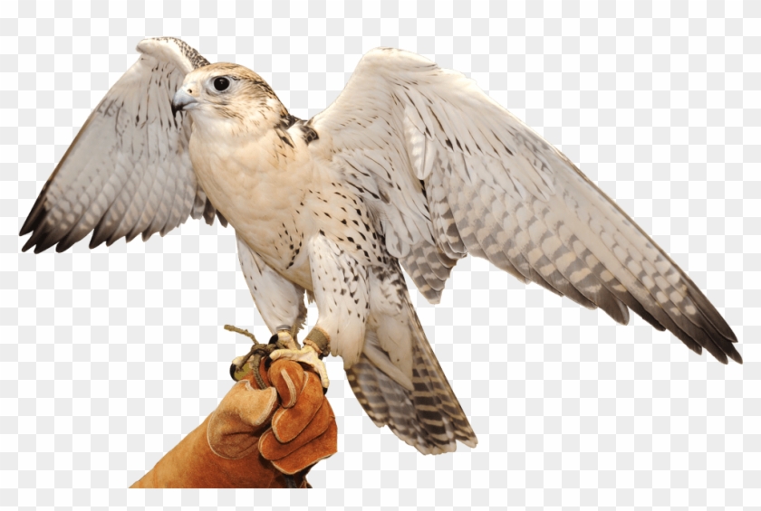 Falcon Transparent Background Png - Falcon Pet Dubai Clipart #60682