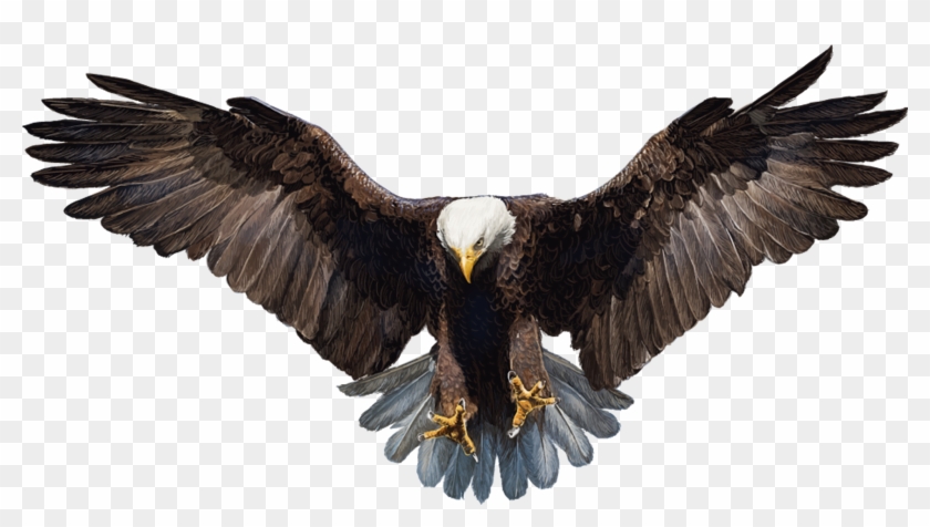 Falcon Png Photo - Eagle Png Transparent Background Clipart #60836