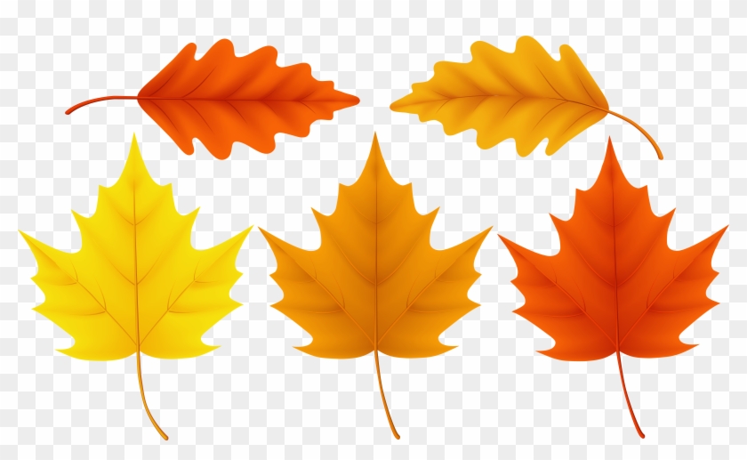 Sugar Maple Leaf Acorn , Png Download Clipart #60930