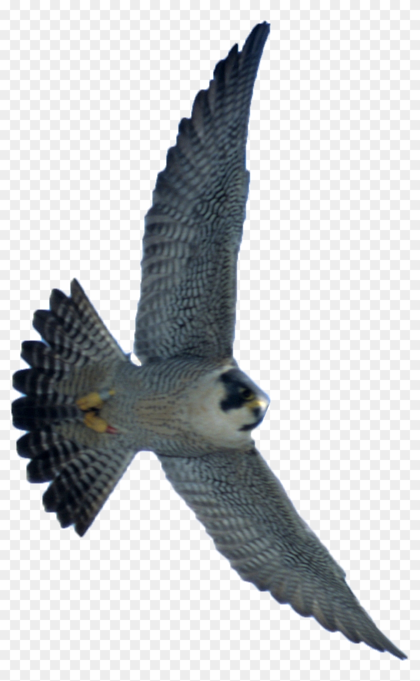 Free Png Download Falcon Png Images Background Png - Peregrine Falcon Diving Png Clipart