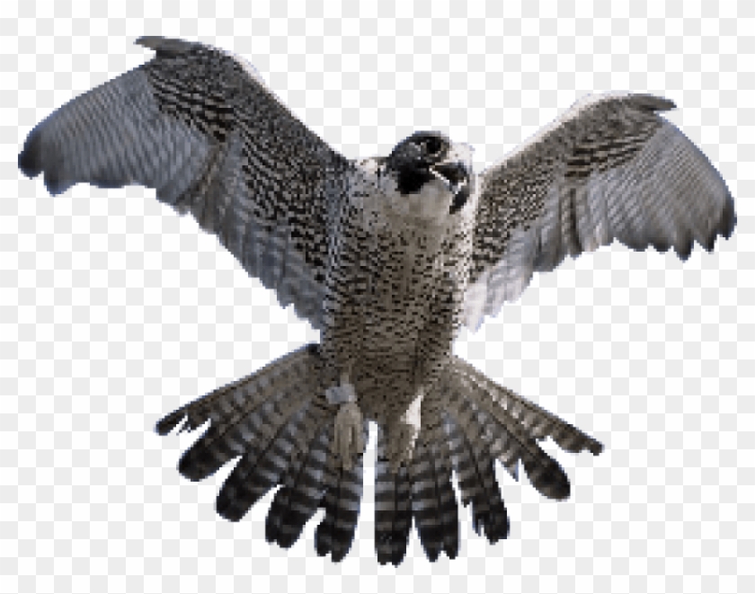 Free Png Download Falcon Png Images Background Png - Falcon Png Clipart #61021