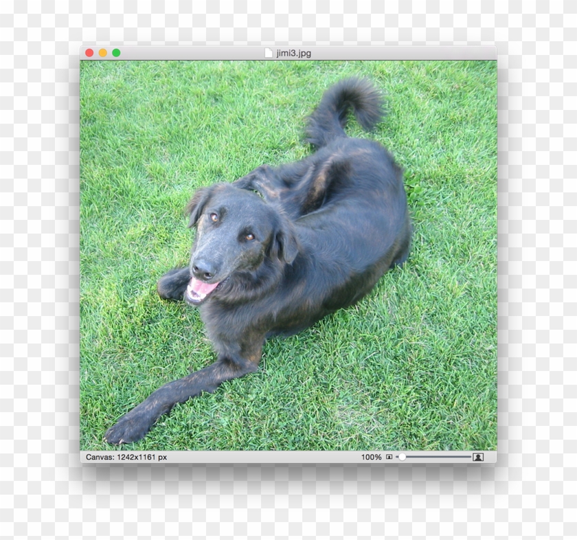 Companion Dog Clipart #61169