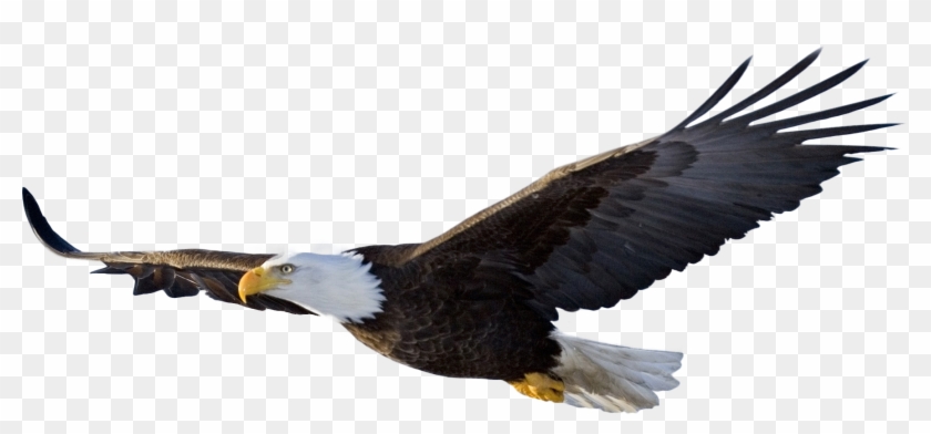 Bald Eagle Transparent Background Clipart #61346