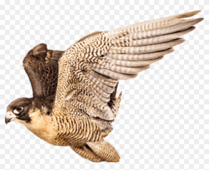 Free Png Download Falcon Png Images Background Png - Хищная Птица На Прозрачном Фоне Clipart #61380