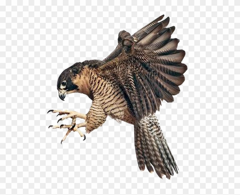 Falcon Png Image Background - Peregrine Falcon Claw Talon Clipart #61441