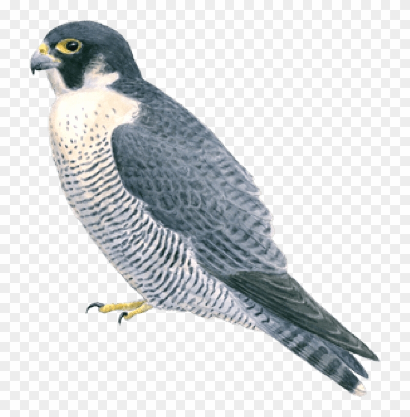 Free Png Falcon Png Images Transparent - Peregrine Falcon Clear Background Clipart