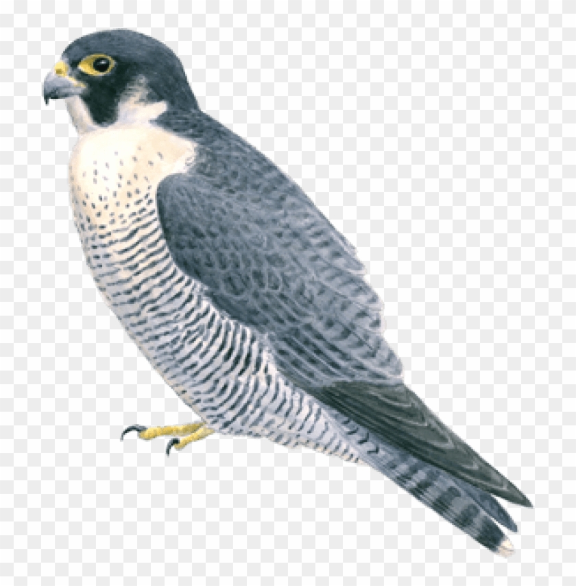 Free Png Falcon Png Images Transparent - Peregrine Falcon Clear Background Clipart #61556