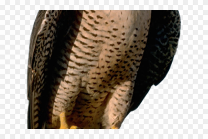 American Peregrine Falcon Clipart