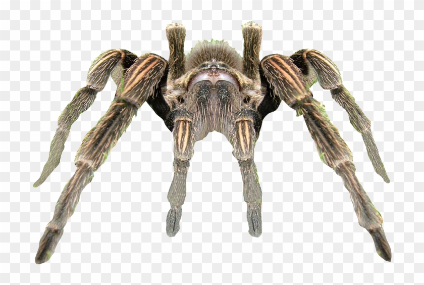 Spider Transparent Background - Tarantula Png Clipart