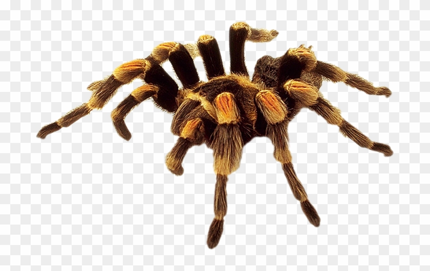 Png Black And White Download Spider In Png Web Icons - Hormigas De Fuego Fallout 3 Clipart #62854