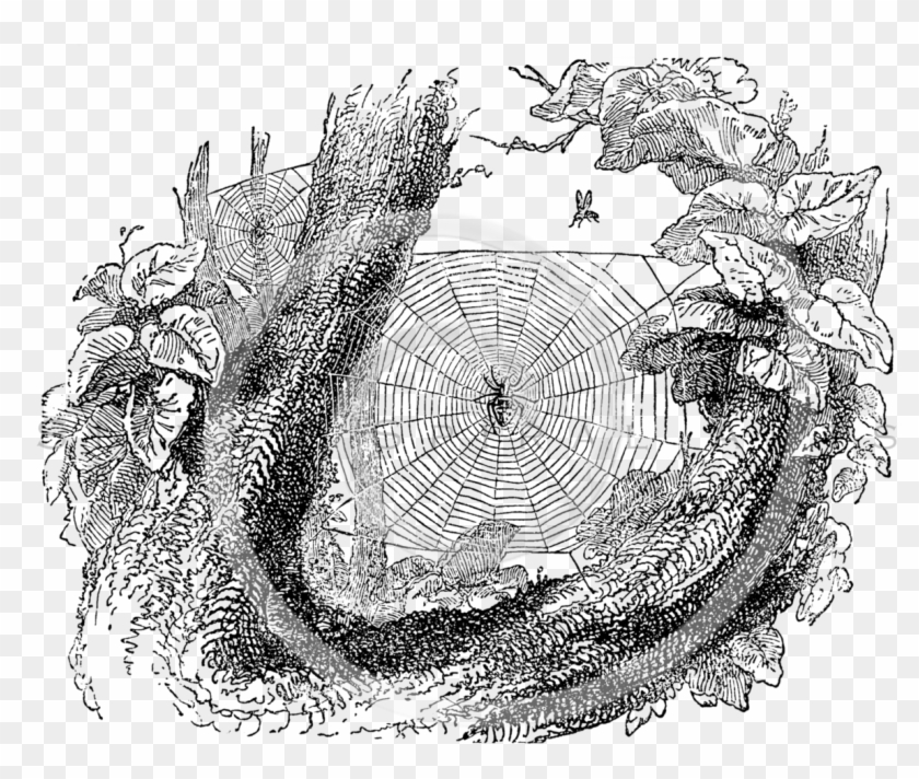 Spider Web Illustration Retro Clipart #63075